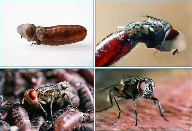 1704337342861260.png 250b311bb3b392bd1852b50927028c6e.png